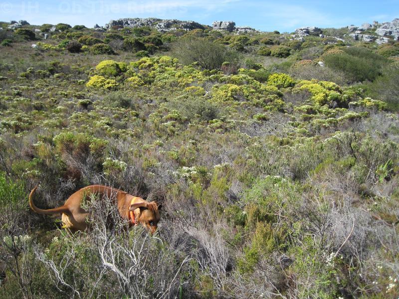 Silvermine