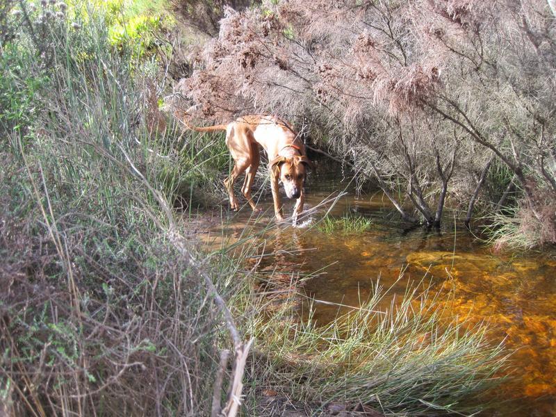 Silvermine